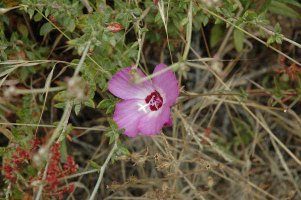 Soberanes Canyon 033.jpg